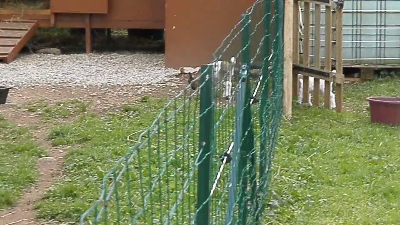 LA MII BERGERIE DE SISCO : après la mise bas...