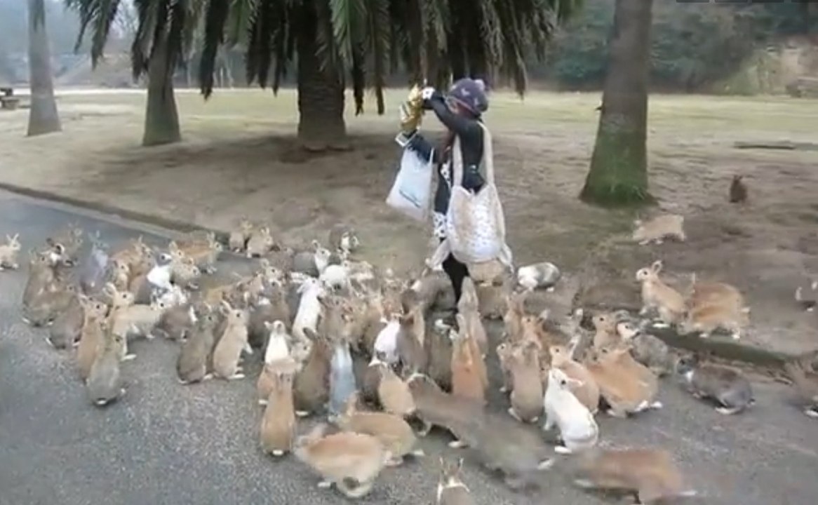 Woman tries to feed hundreds of Rabbits in the streets!!