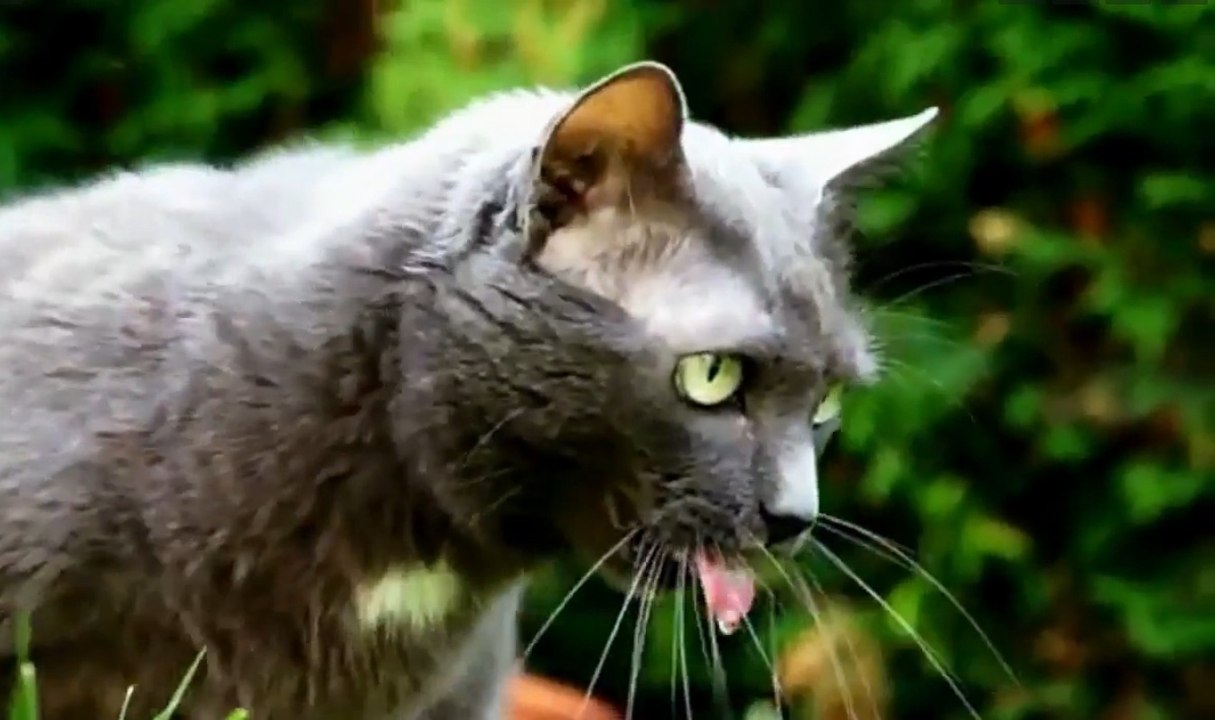 Des chats vomissent sur de la Techno... Complètement FOU !!