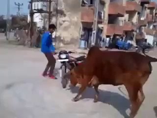 Cow vs Motorcycle. Violent...