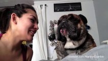 Cats and dogs hate Kiss! Compilation...