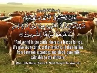 How a Cow is Milked?