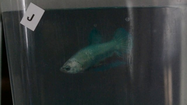 A vendre Betta plakat (souche dragon)