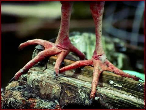 Yo Feets TOO Big.wmv