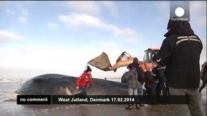 Two whales found stranded in Denmark