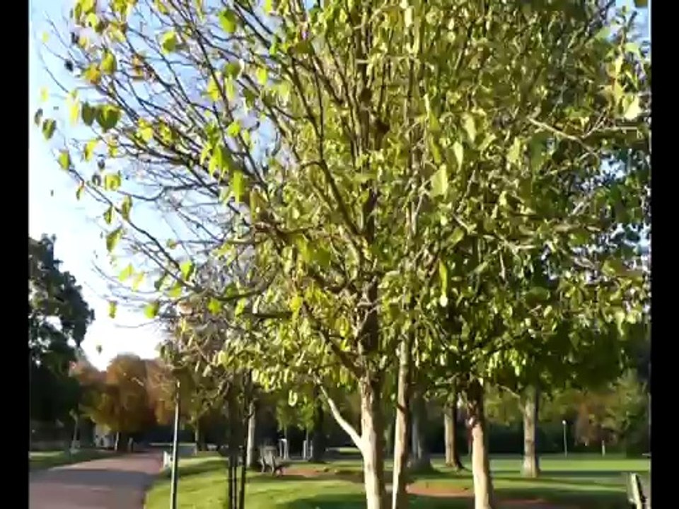 ecureuils