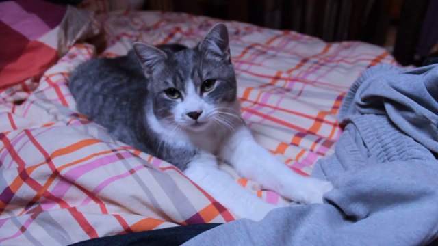 TEO THE CUTEST KITTY PLAYING