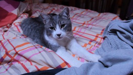 TEO THE CUTEST KITTY PLAYING