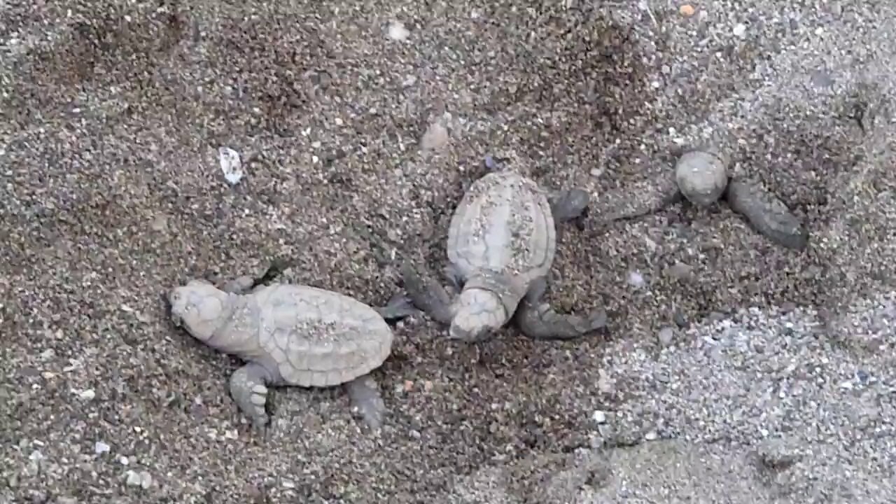 Reveil des bebes tortues