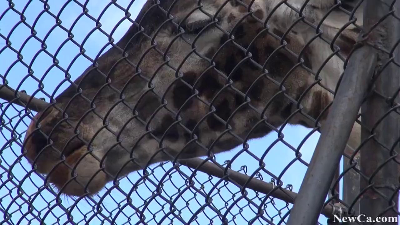 NewCa.com: 2013 Toronto Zoo Introduced Giraffe Calf Mstari