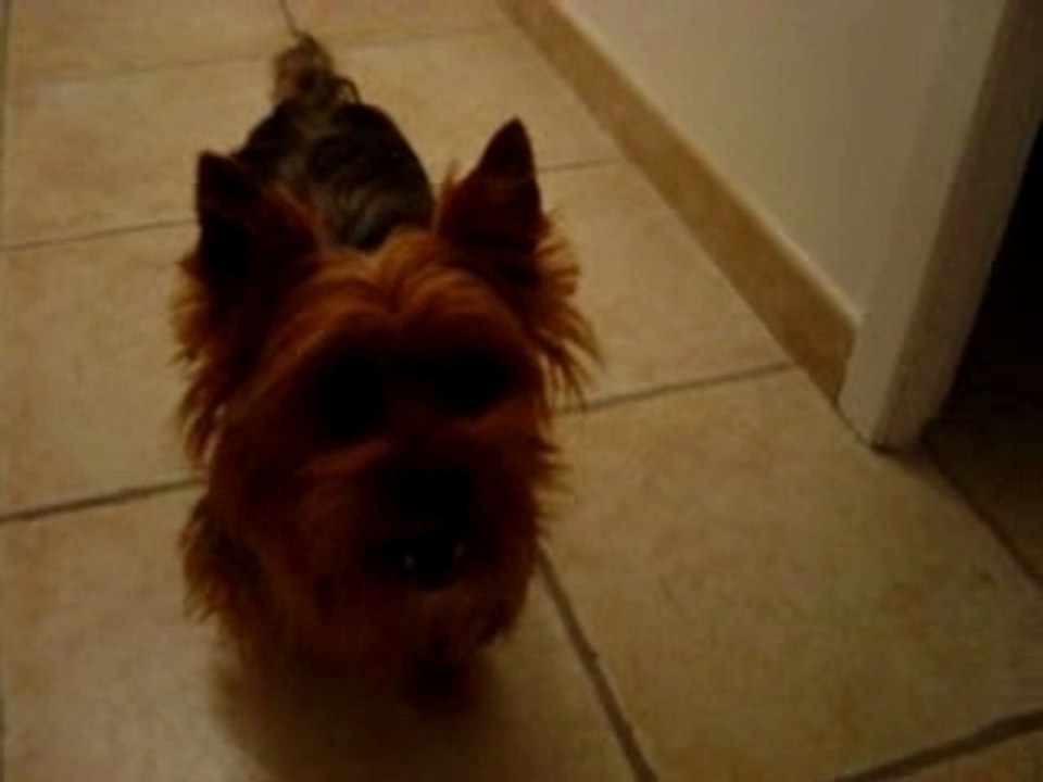 séance d'obstacle 01