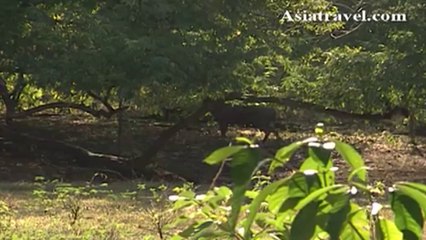 Komodo National Park, Indonesia by Asiatravel.com