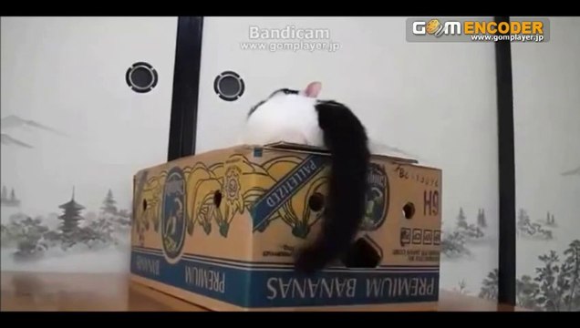 カリスマ主婦『池辺雪子』のV1特別講座 実践検証 トレード 動画 成績 実績 特典 購入 FX 初心者 レビュー 使い方 勝つ ブログ 暴露 体験 評価 評判 必勝 詐欺