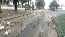 Poursuivie par des lapins sauvages
