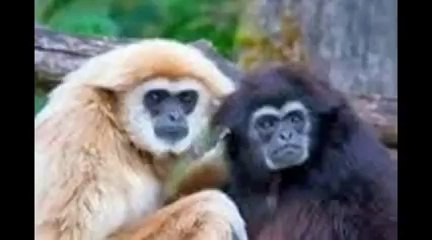 Dolphin Development Services in CrowdFinch