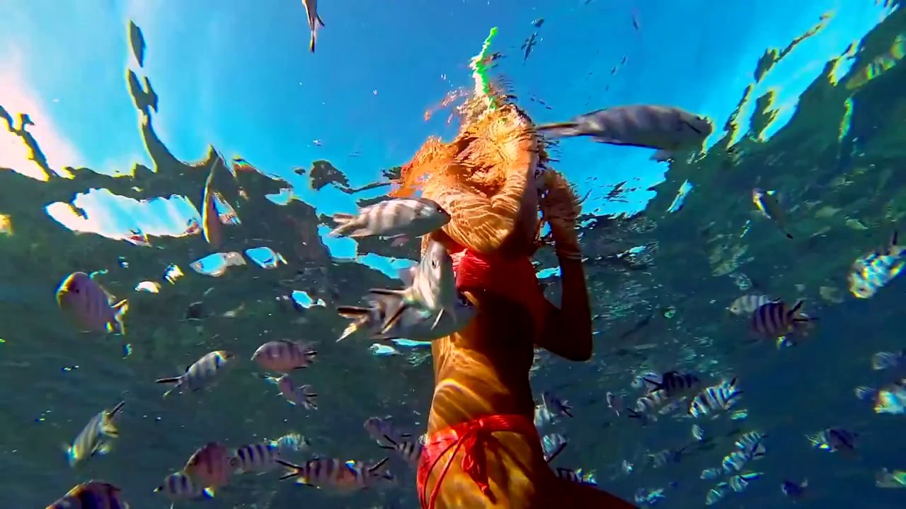 Luxushotel Strandhotel Traumurlaub  Swimming with dolphins - Le Morne peninsula, Mauritius