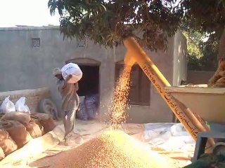 Extraction of Corn Seeds