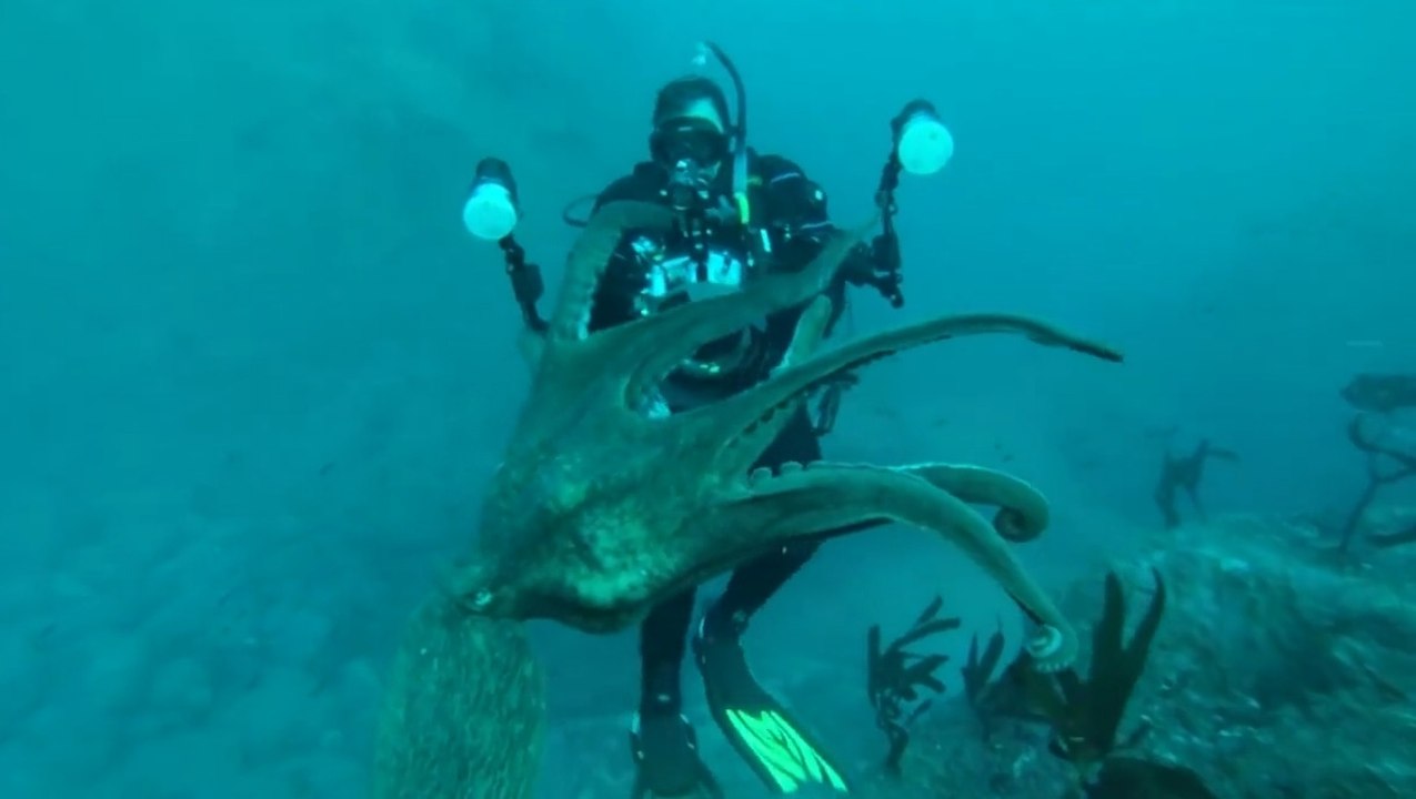 Une pieuvre géante vole la caméra de plongeurs en Californie !!