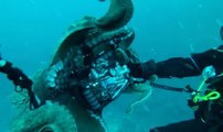Octopus Grabs Scuba Diver’s Camera