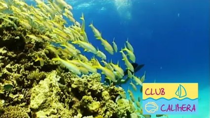 Tauchen in deinem CLUB CALIMERA Clubhotels Reisebüro Fella