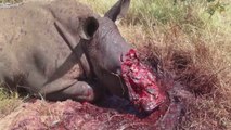 Rhino Euthanized after Poachers Hacked Off its Face – Kruger National park 2013-2014