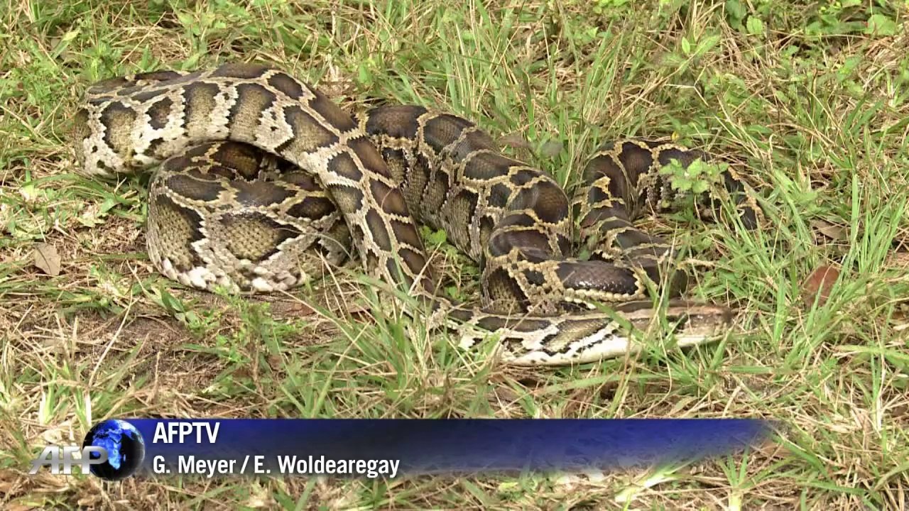 Python-Alarm in Florida
