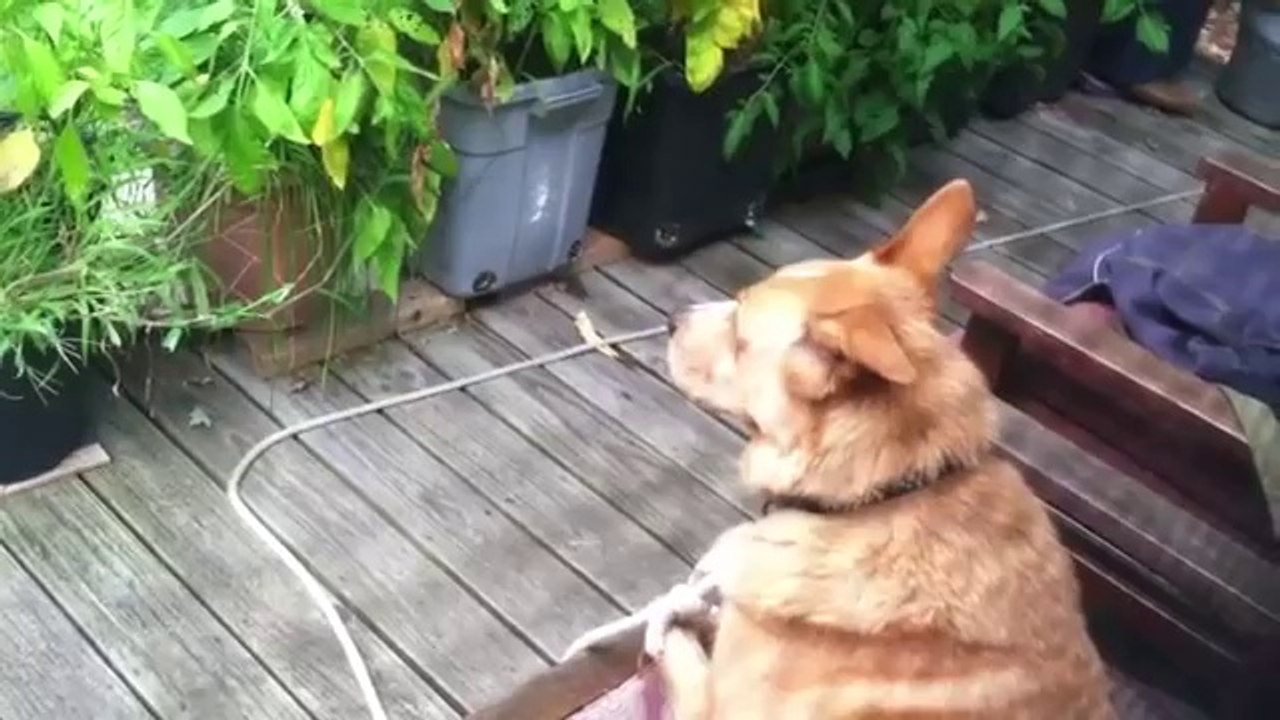 Hund hört Wölfe und beginnt ebenfalls zu heulen