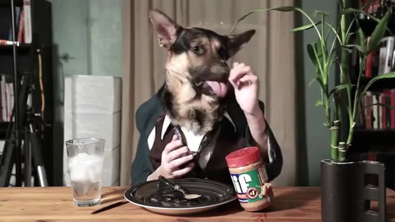 Hund isst wie ein Mensch