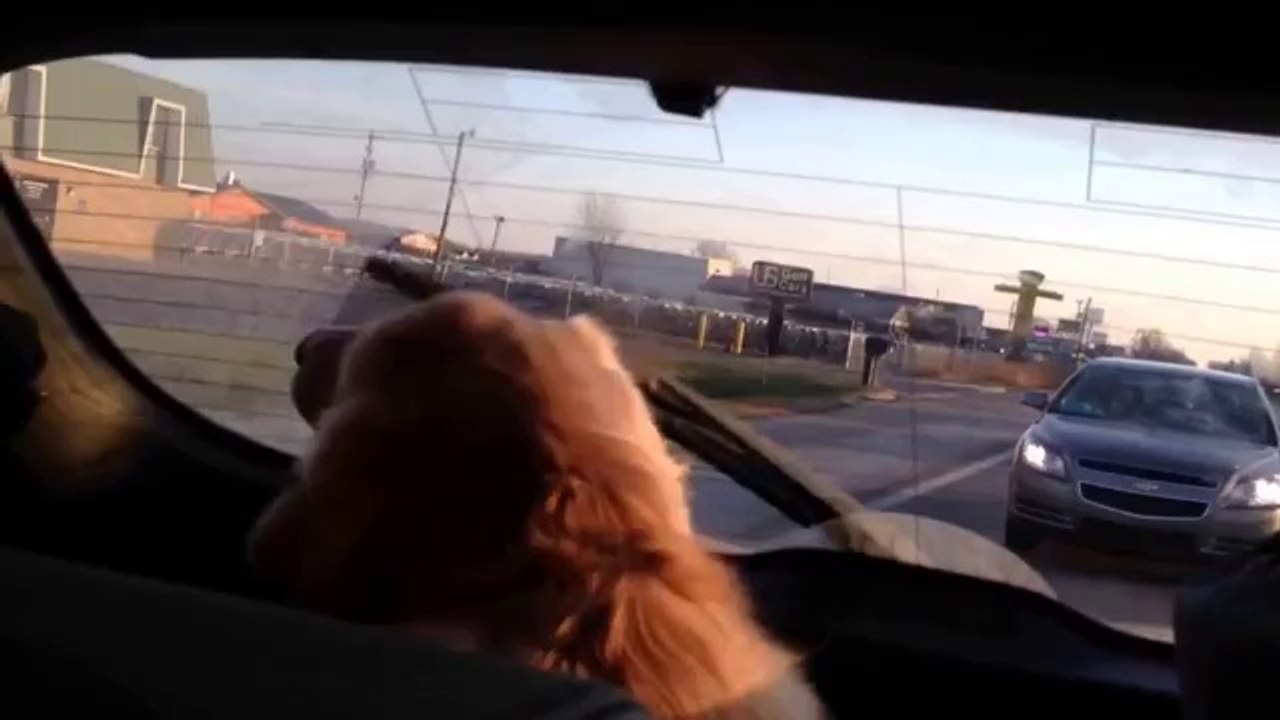 Hund ist fasziniert vom Heckscheibenwischer