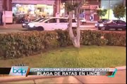 Decenas de ratas invaden calles, parques y tiendas en zona comercial de Lince