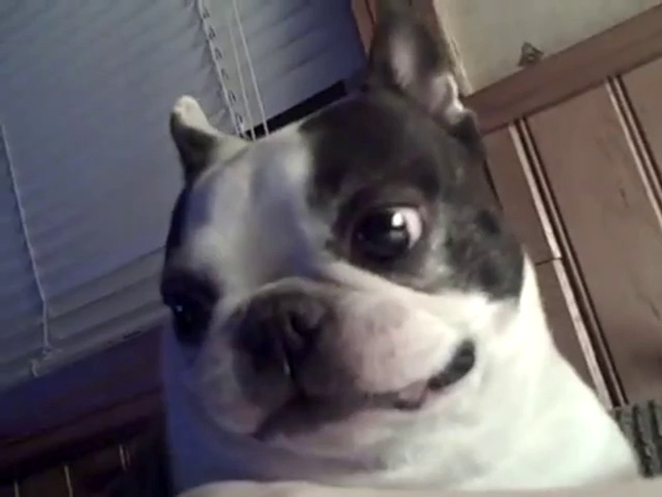 Hund liebt es gekitzelt zu werden