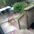 Hund mit einem Stöckchen vs. Treppe