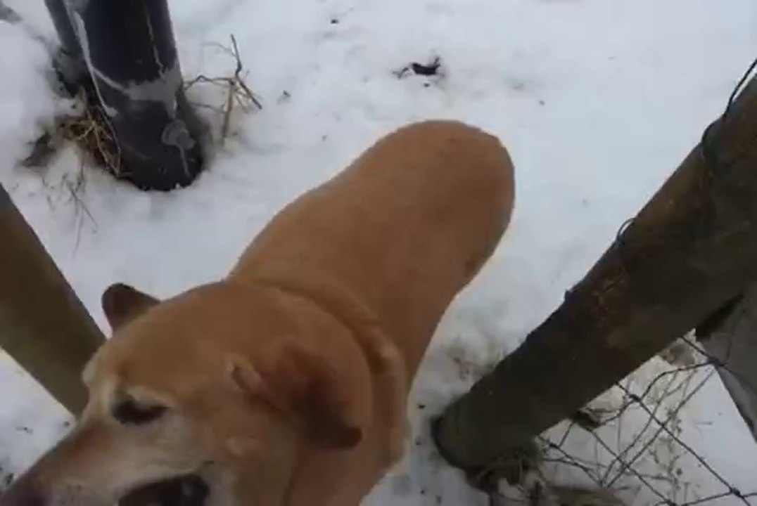 Hund mit Stöckchen kommt nicht durch die Öffnung