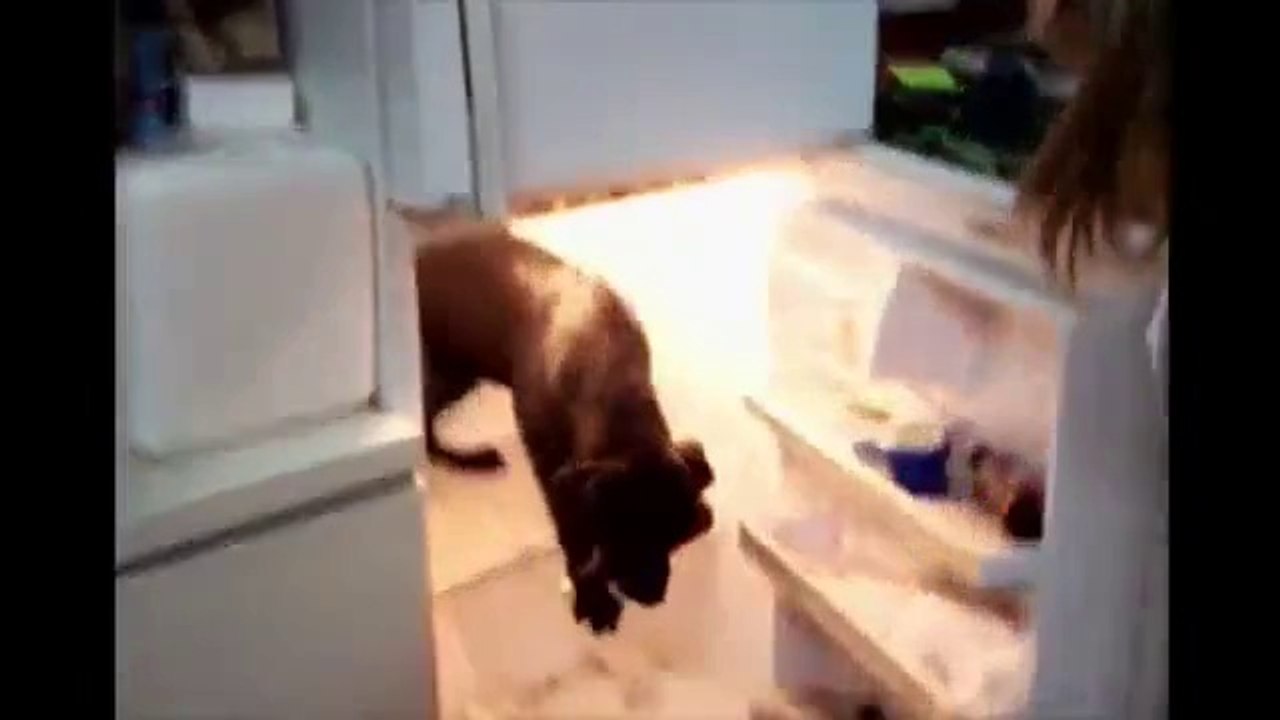 Hund möchte ein Bier aus dem Kühlschrank holen