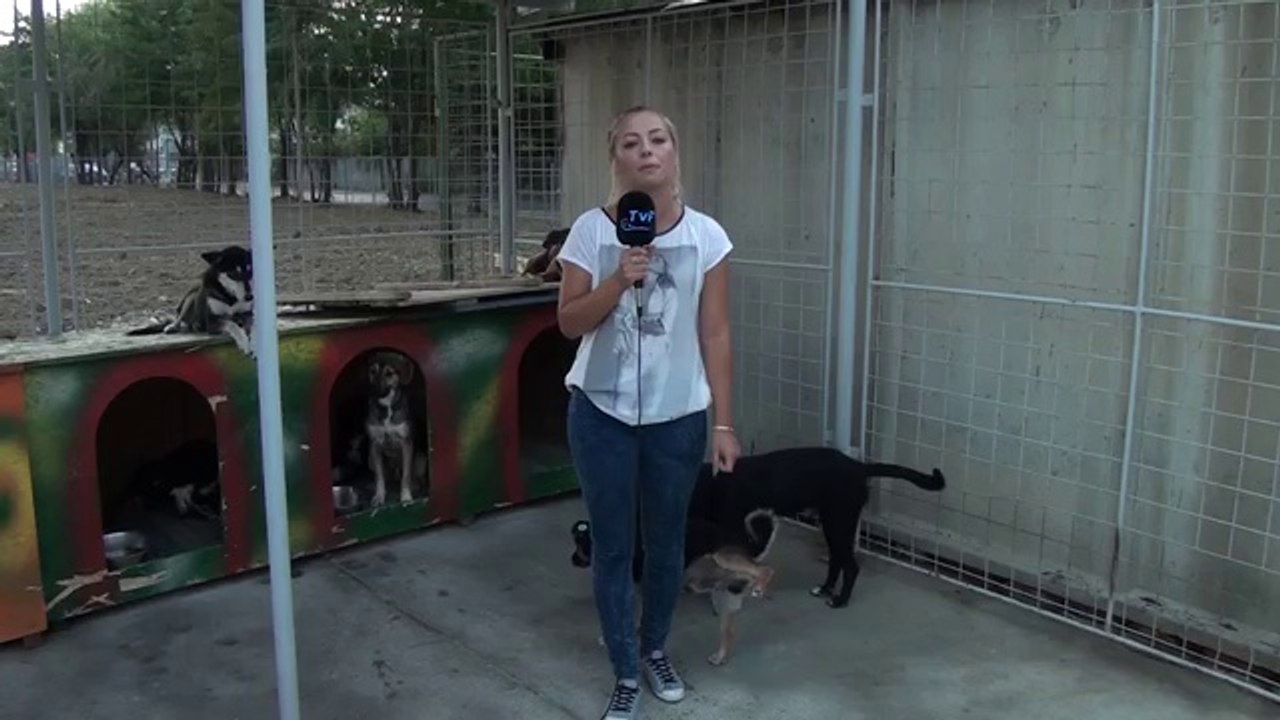 Hund pinkelt auf TV Reporterin