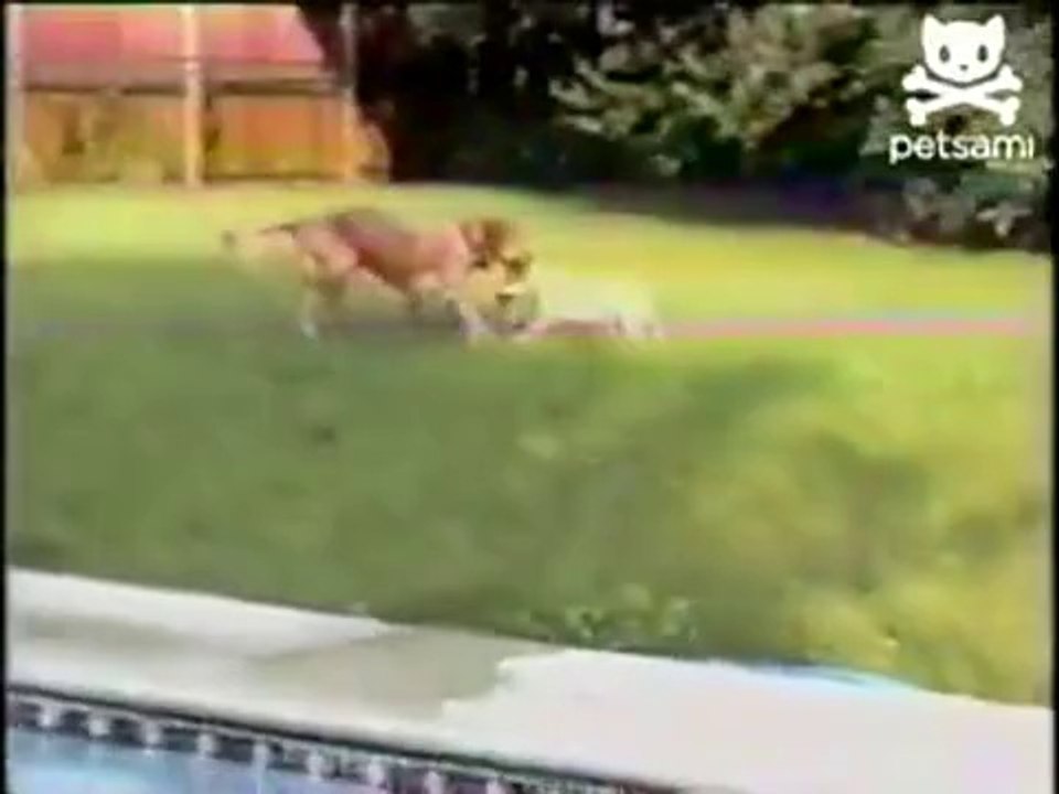 Hund rettet seinen Freund vorm Ertrinken