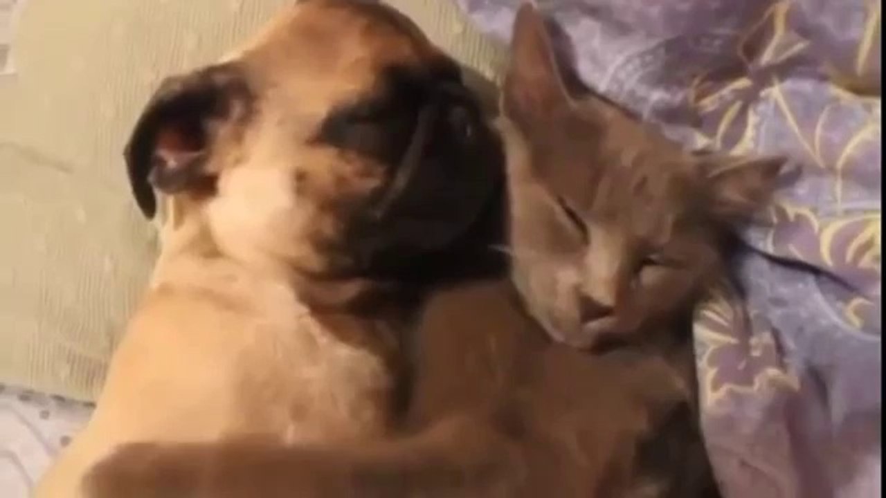 Hund schnarcht in den Armen der Katze