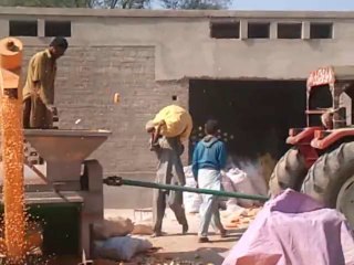 Extraction of Corn Seed