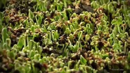 Bir Mucizeye Şahit Olacaksınız..