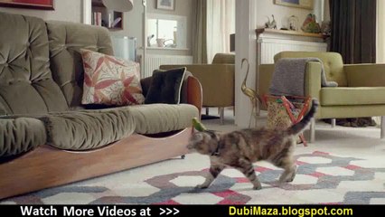 Freeview TV ad - Cat _ Budgie #catandbudgie_(new)
