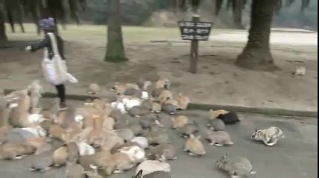 We See Your Crazy Cat Lady And Raise You A Crazy Rabbit Lady