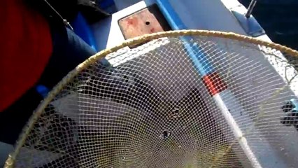 BALIK AVINDA  İLK KIRLANGIÇ BALIK SEVİNCİ