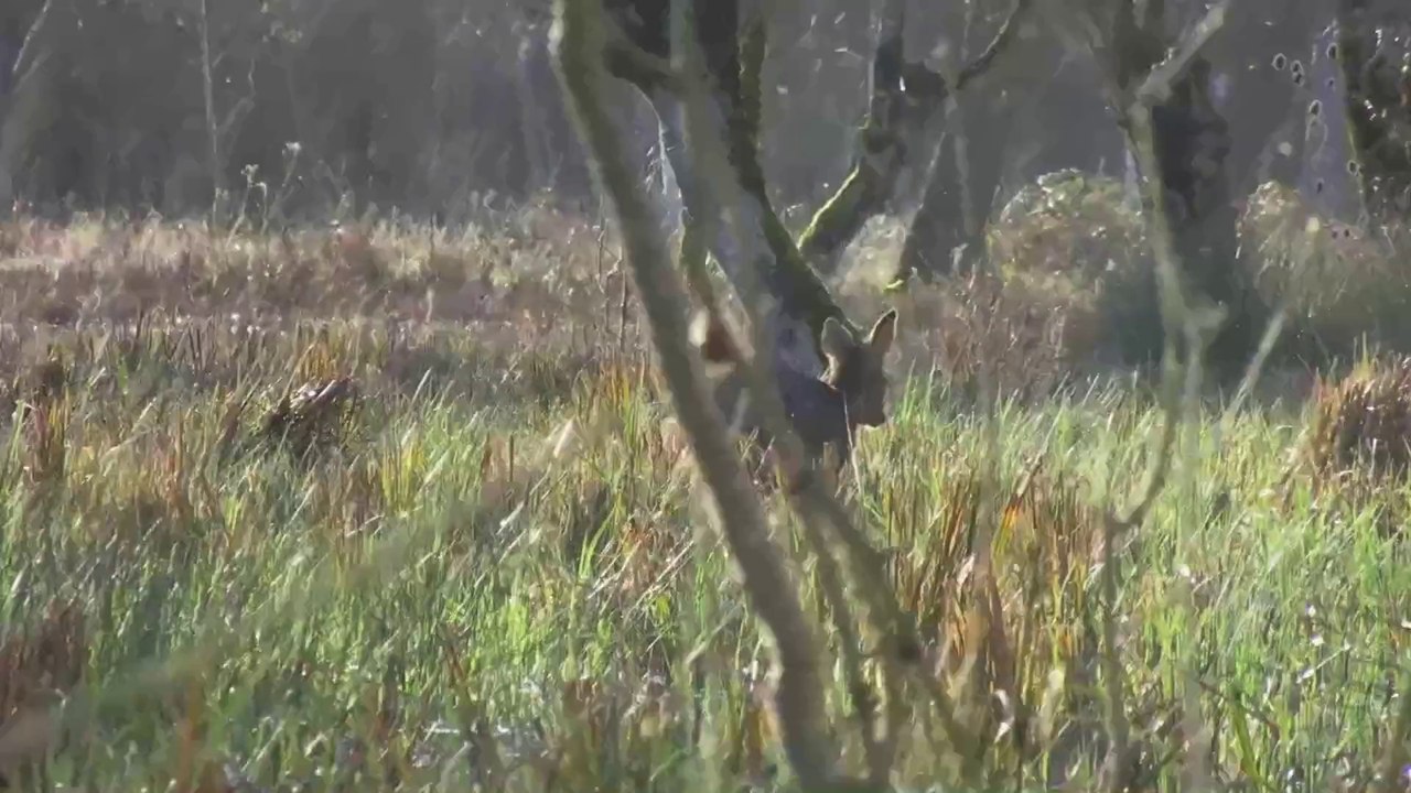Le marais Poitevin 02