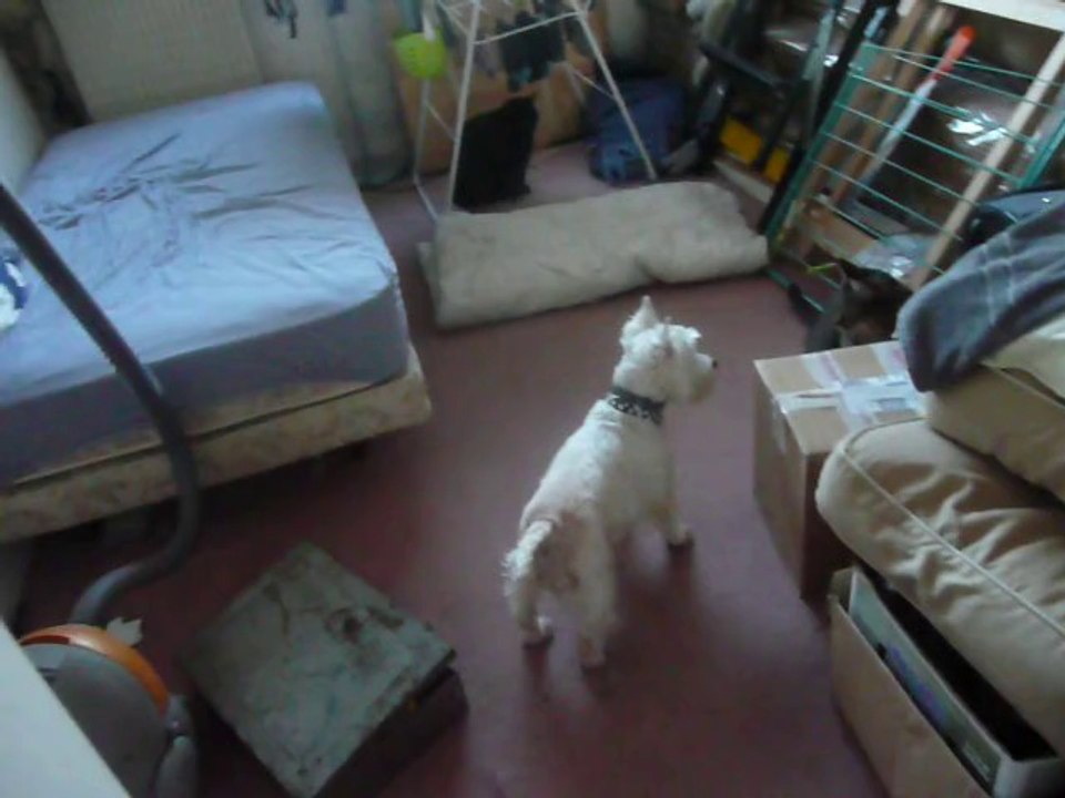 April fait des appels au jeu aux chats