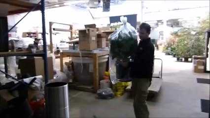 Chinese Evergreen Jubilee For Interior Landscaping