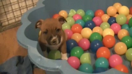 93ème vidéo de la 14ème portée de Staffordland