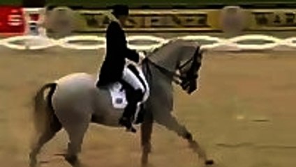 A horse dancing to hip hop