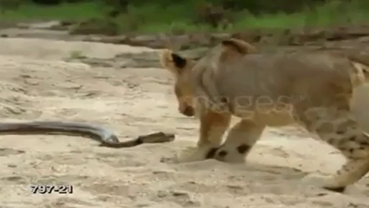 lion & snake