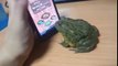 Frog catches some touch screen bugs