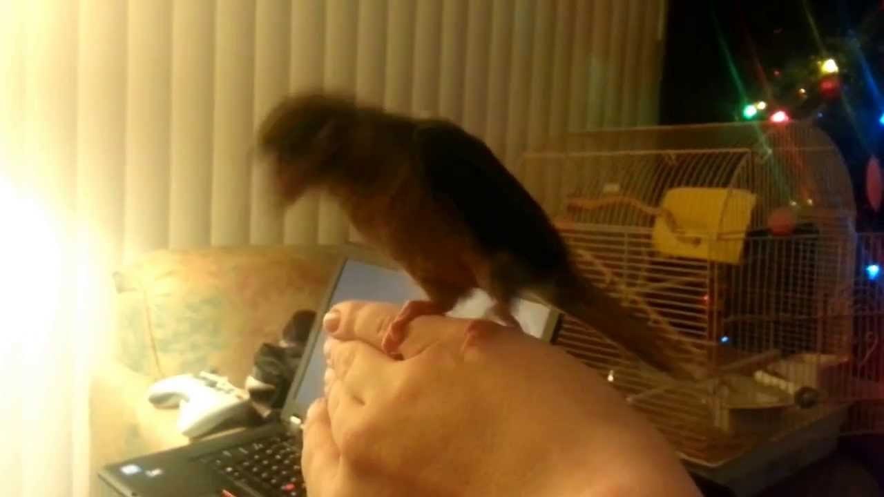Merry Christmas from a grumpy Parrot